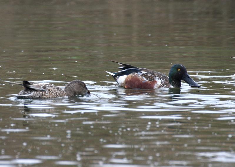 Northern Shoveler pair 011709 011.jpg